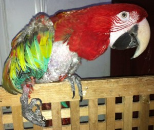 Adopted handicapped greenwing macaw hen
