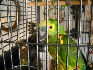 Cages may be a source of zinc and other toxic substances, dangerous to our parrots