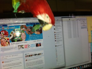 Green wing macaw Lizzie playing not training