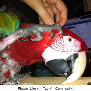 Handicapped Greenwing Macaw Soliciting Scritches