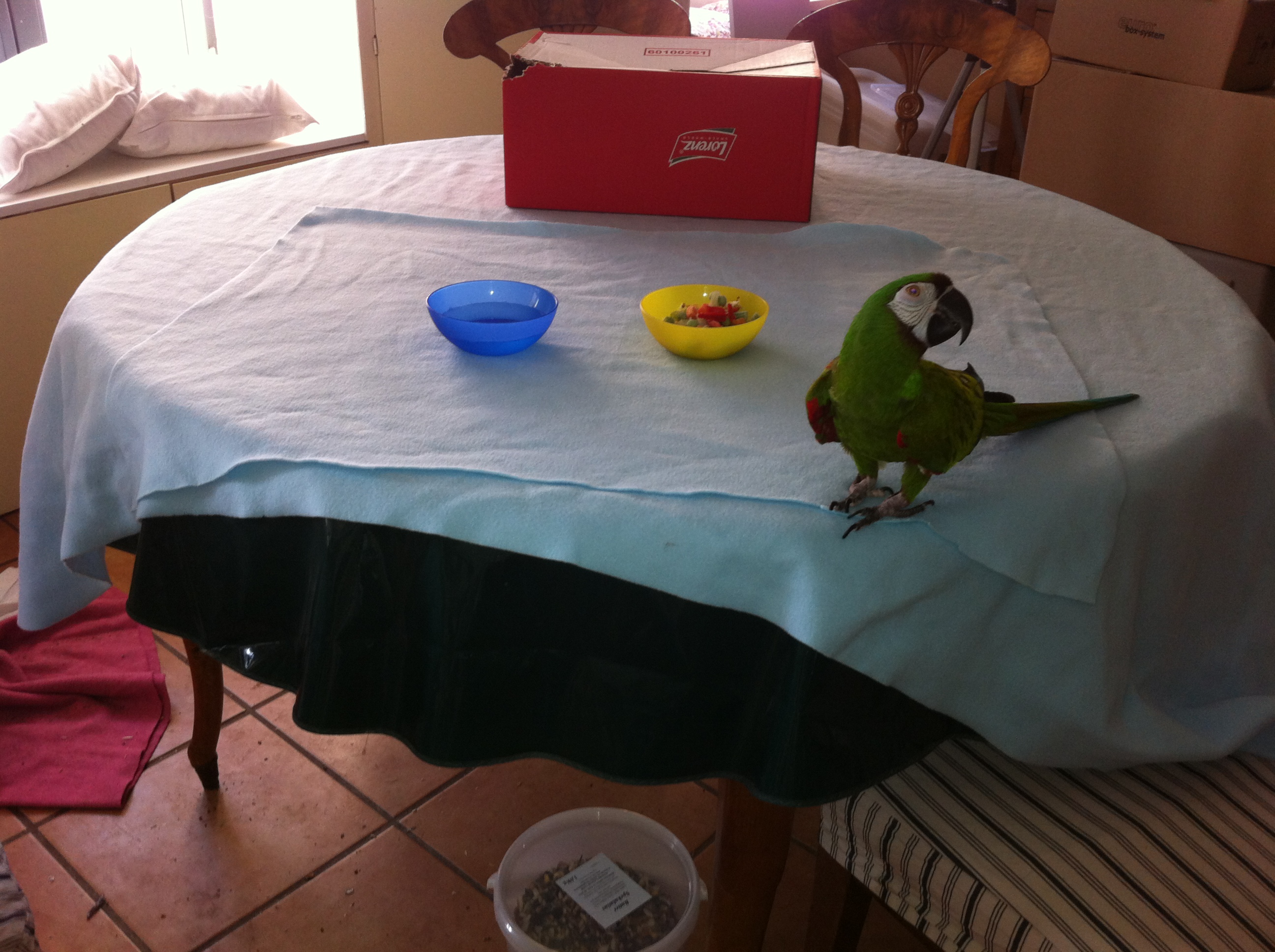 IKEA Fleece Blanket on Parrot Feeding Table Glorious Relationships