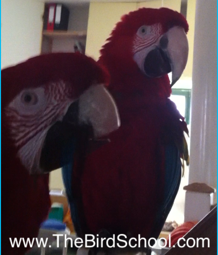Parrot Blog Glorious Relationships With Happy Healthy Parrots Parrot Blog Glorious Relationships With Happy Healthy Parrots